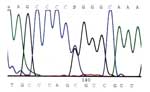 DNA sequence printout