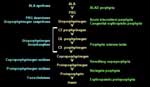 The haem synthetic pathway